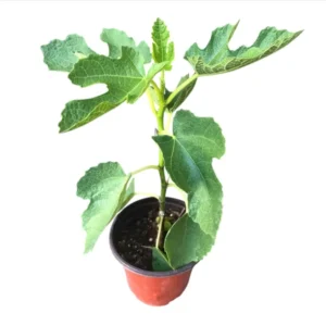 Fig Tree Live Plant for Planting4