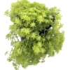 Fine Gold Leaf Stonecrop Succulent - 2.5" Pot, Lime-Green Fairy Garden Plant