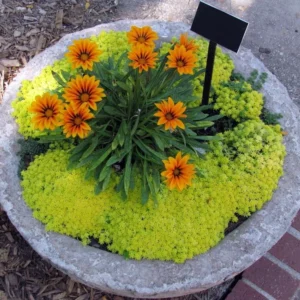 Fine Gold Leaf Stonecrop Succulent - 2.5