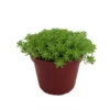 Fine Green Leaf Sedum Stonecrop - 2.5" Pot, Indoor/Outdoor Succulent, Shade-Friendly