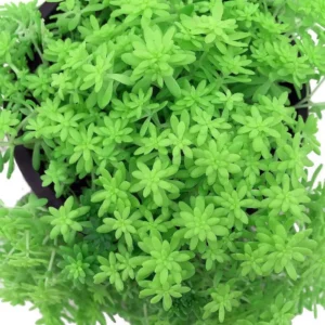 Fine Green Leaf Sedum Stonecrop - 2.5