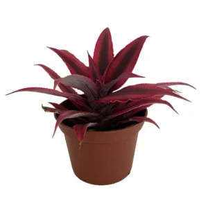 Fire Mystic Red Earth Star Plant Cryptanthus - 2.5