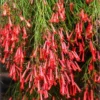 Firecracker Plant Red Russelia Equisetiformis Live Bush 5-8" Tall Flowering Perennial