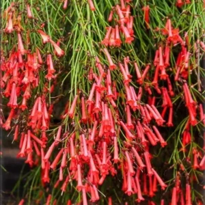 Firecracker Plant Red Russelia Equisetiformis Live Bush 5-8