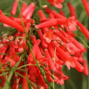 Firecracker Plant Red Russelia Equisetiformis Live Bush 5-8