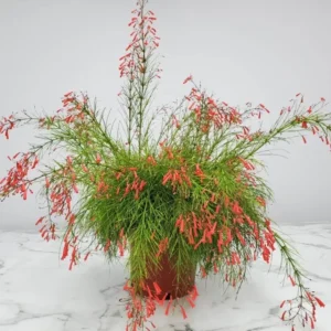 Firecracker Plant Red Russelia Equisetiformis Live Bush 5-8