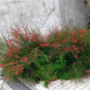 Firecracker Plant Red Russelia Equisetiformis Live Bush 5-8