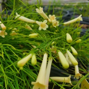 Firecracker Yellow Russelia Equisetiformis Plant - 4-8