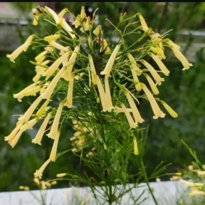 Firecracker Yellow Russelia Equisetiformis Plant - 4-8