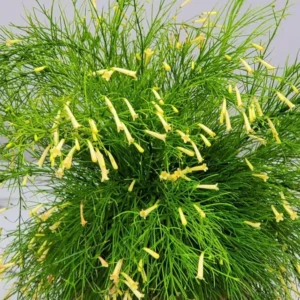 Firecracker Yellow Russelia Equisetiformis Plant - 4-8