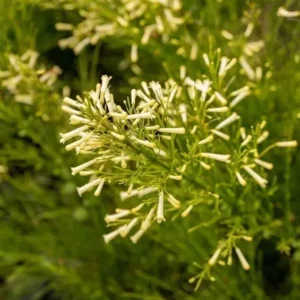 Firecracker Yellow Russelia Equisetiformis Plant - 4-8