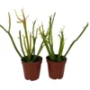 Firesticks Pencil Cactus - Euphorbia Tirucalli - 2 Pack, 2" Pots, Drought-Tolerant Indoor Succulent