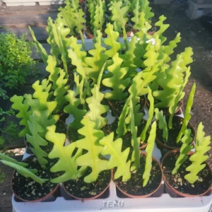 Fishbone Cactus - 4in Pot - Epiphyllum Anguliger - Zig Zag Cactus