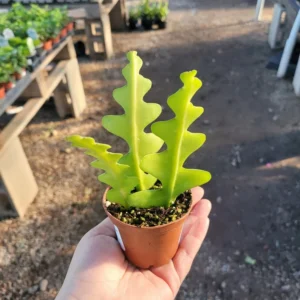 Fishbone Cactus - 4in Pot - Epiphyllum Anguliger - Zig Zag Cactus