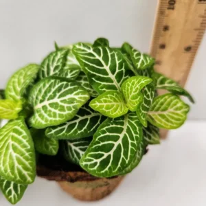 Fittonia Joly Lemon Live Plant 2