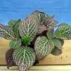 Fittonia Mini Pink Veined Nerve Plant - 2.5" Pot, Easy Indoor Plant
