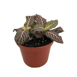Fittonia Mini Pink Veined Nerve Plant - 2.5