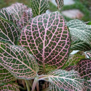 Fittonia Mini Pink Veined Nerve Plant - 2.5
