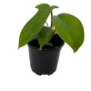 Florida Green Philodendron Plant 4" Pot - Oak Leaf Foliage & Red Stems