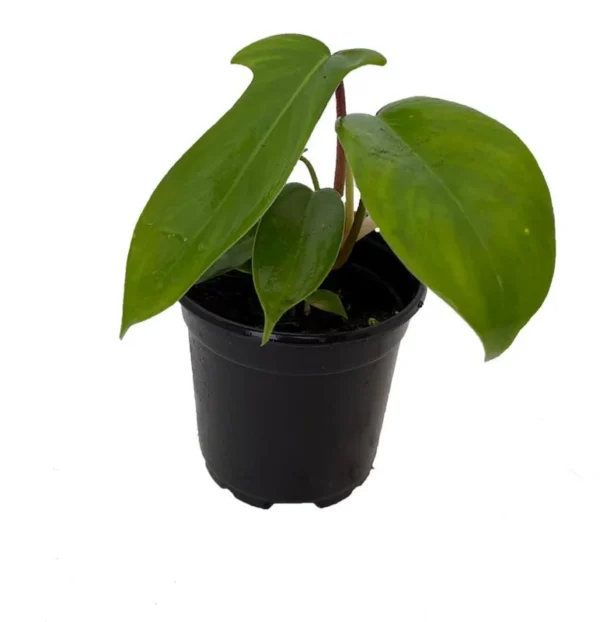 Florida Green Philodendron Plant 4" Pot - Oak Leaf Foliage & Red Stems