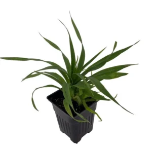 Florida Special Pineapple Plant – Tropical Fruit – 4 Inch Pot – Indoor/Outdoor