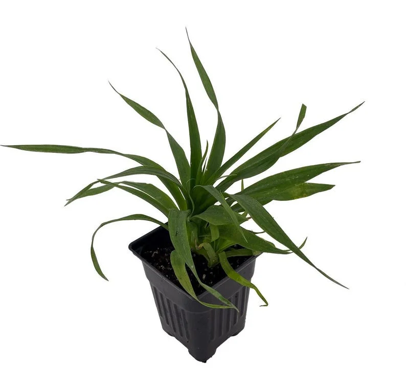 Florida Special Pineapple Plant – Tropical Fruit – 4 Inch Pot – Indoor/Outdoor