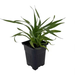 Florida Special Pineapple Plant – Tropical Fruit – 4 Inch Pot – Indoor/Outdoor