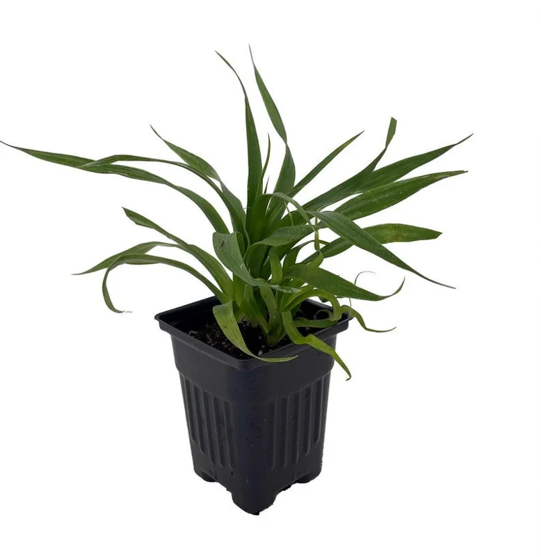 Florida Special Pineapple Plant – Tropical Fruit – 4 Inch Pot – Indoor/Outdoor