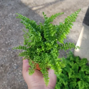 Fluffy Ruffles Fern Nephrolepis Exaltata Bundle of 3 in 2 Inch Pot - Beautiful Indoor Plant