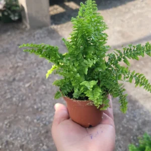 Fluffy Ruffles Fern Nephrolepis Exaltata Bundle of 3 in 2 Inch Pot - Beautiful Indoor Plant