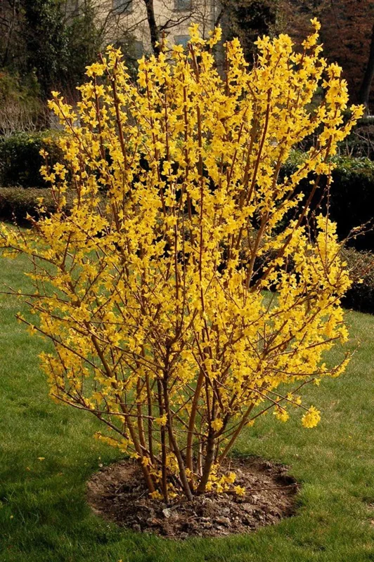 Forsythia Lynnwood Gold 2 Bare-root - Fast Growing Spring Blooms - 12-18 Inch Tall