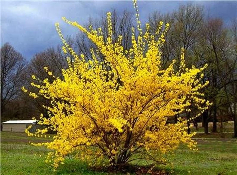 Forsythia Lynnwood Gold 2 Bare-root - Fast Growing Spring Blooms - 12-18 Inch Tall