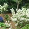 Fothergilla Mount Airy Starter Plant - 6-8 Inch - Deciduous Shrub