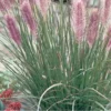 Fountain Grass Live Plants - 4 to 8 Inches Tall - Pink Ornamental Grass