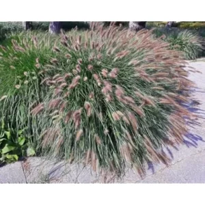 Fountain Grass Live Plants - 4 to 8 Inches Tall - Pink Ornamental Grass