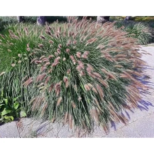 Fountain Grass Live Plants - 4 to 8 Inches Tall - Pink Ornamental Grass