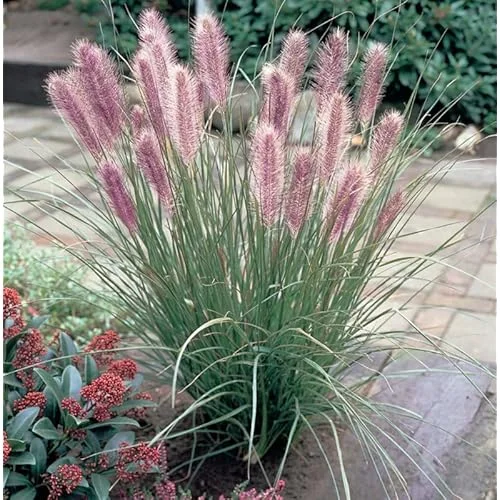 Fountain Grass Live Plants - 4 to 8 Inches Tall - Pink Ornamental Grass