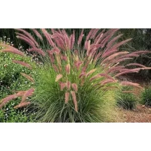 Fountain Grass Live Plants - 4 to 8 Inches Tall - Pink Ornamental Grass