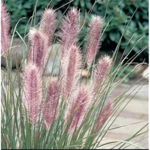 Fountain Grass Live Plants - 4 to 8 Inches Tall - Pink Ornamental Grass