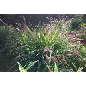 Fountain Grass Live Plants - 4 to 8 Inches Tall - Pink Ornamental Grass