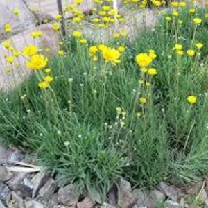 Four Nerve Daisy Live Plant, 1 Gallon – Yellow Flowers, Tetraneuris scaposa, Drought-Tolerant