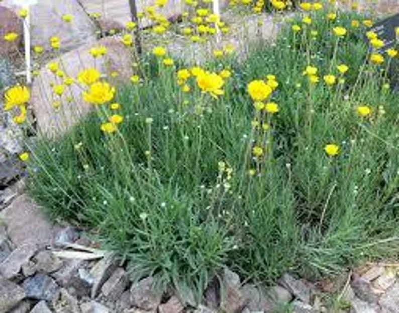 Four Nerve Daisy Live Plant, 1 Gallon – Yellow Flowers, Tetraneuris scaposa, Drought-Tolerant