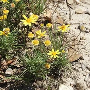 Four Nerve Daisy Live Plant, 1 Gallon – Yellow Flowers, Tetraneuris scaposa, Drought-Tolerant