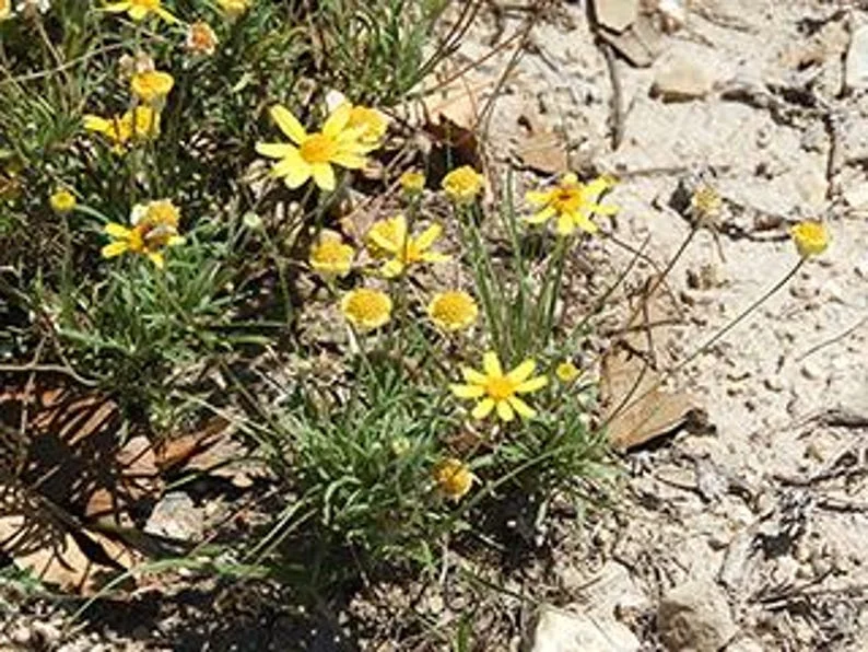 Four Nerve Daisy Live Plant, 1 Gallon – Yellow Flowers, Tetraneuris scaposa, Drought-Tolerant