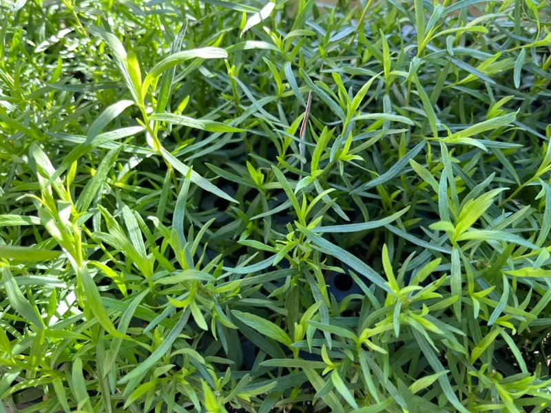 French Tarragon Live Plants in Pot - Edible Herb Garden