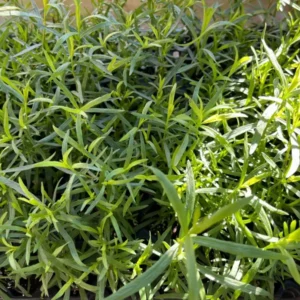 French Tarragon Live Plants in Pot - Edible Herb Garden
