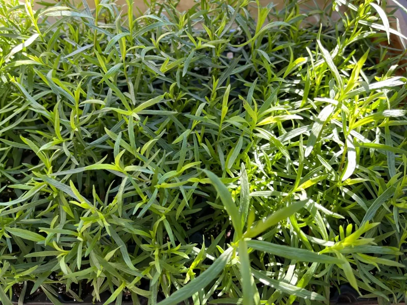French Tarragon Live Plants in Pot - Edible Herb Garden