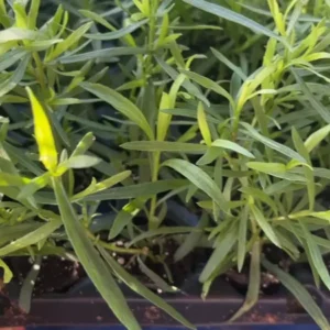 French Tarragon Live Plants in Pot - Edible Herb Garden
