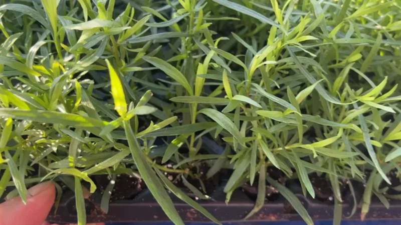 French Tarragon Live Plants in Pot - Edible Herb Garden