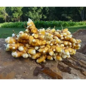 Fresh Turmeric Roots - 2 Lbs Yellow Turmeric Rhizomes - Ready to Plant